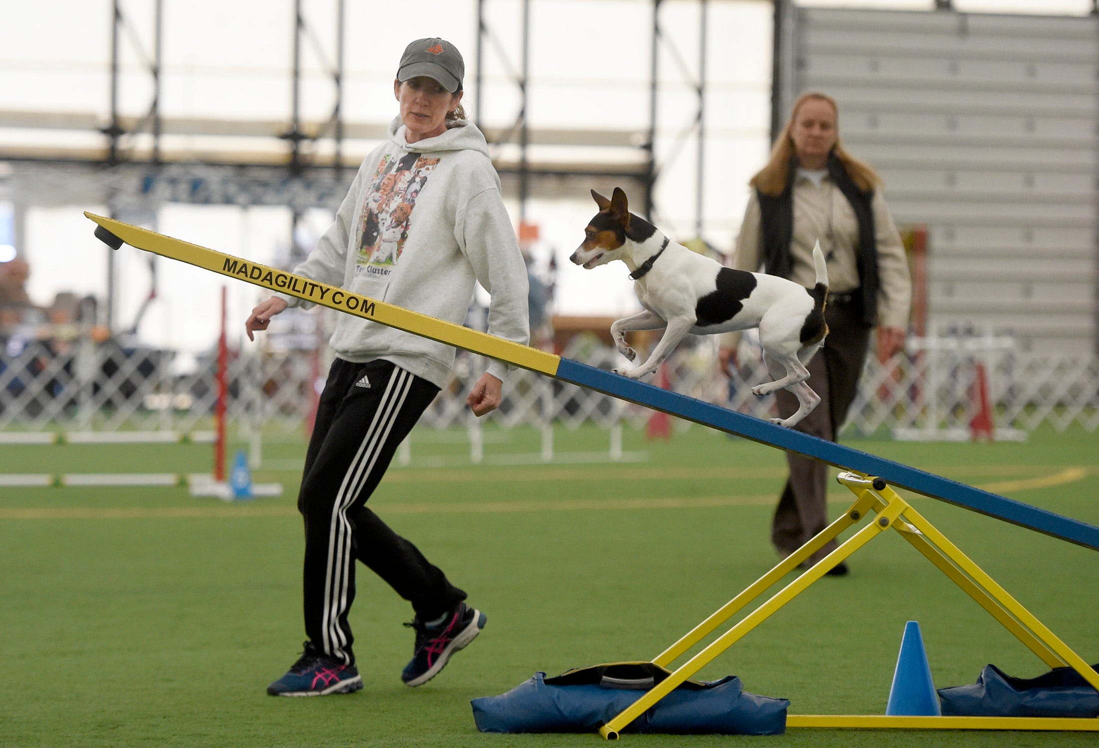 norwich terrier agility